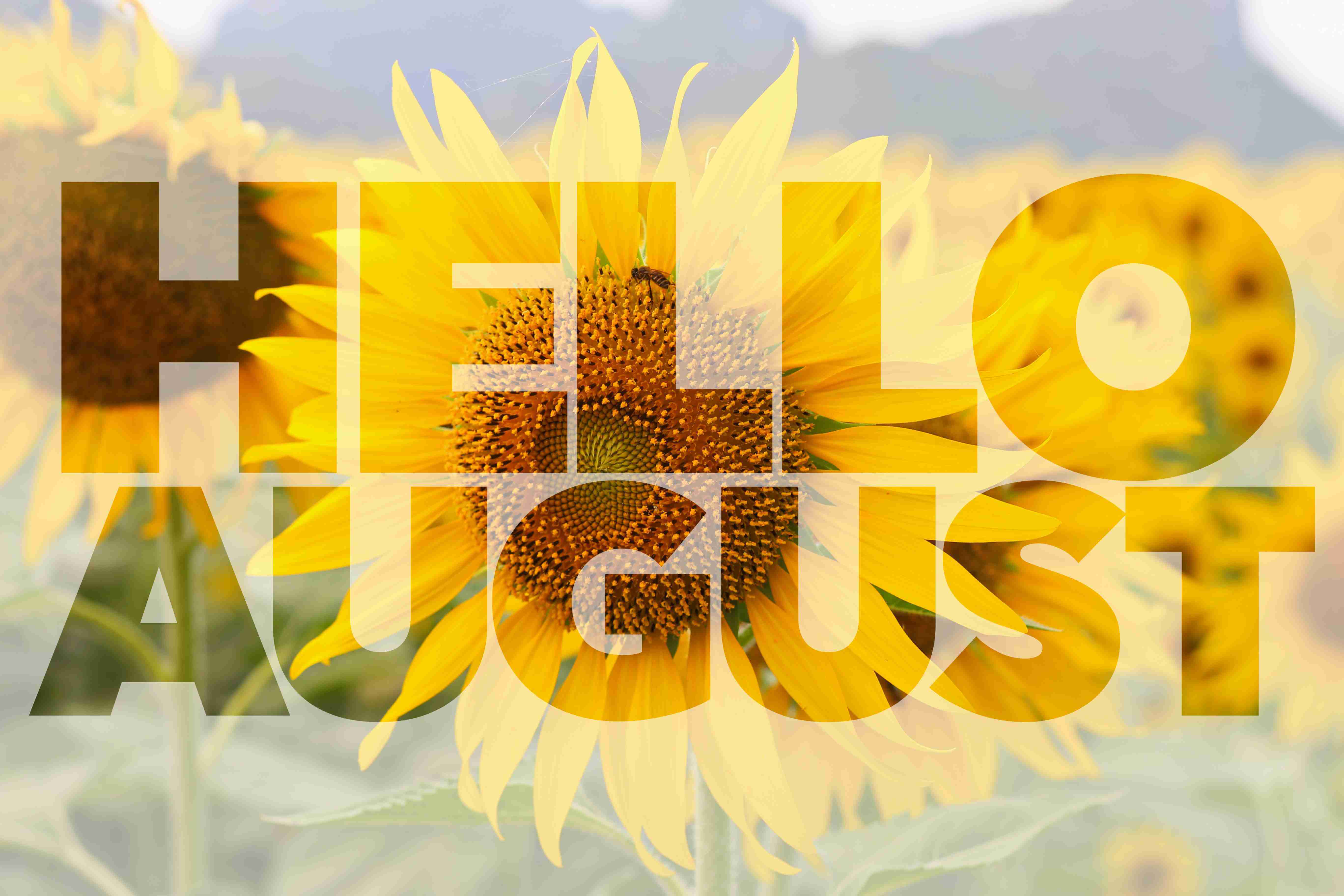 Hello August Images